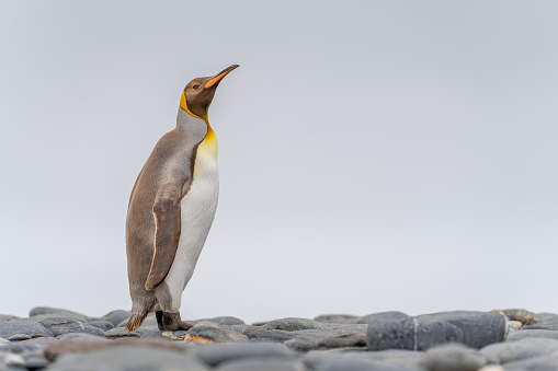 Rare sight: Light brown king penguins with melanism on South Georgia. A genetic mutation causes unusual brown plumage colouration.