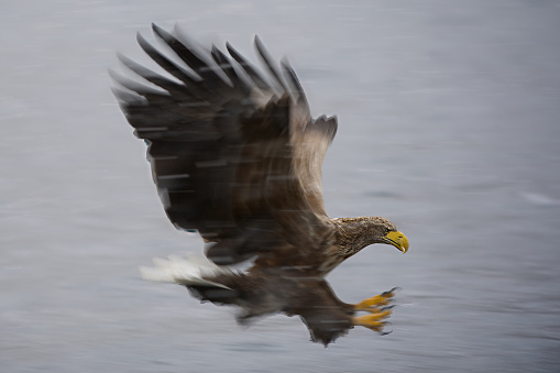 The Attack - A Sea Eagle catching a fish during a snow storm at lofoten Islands - Norway