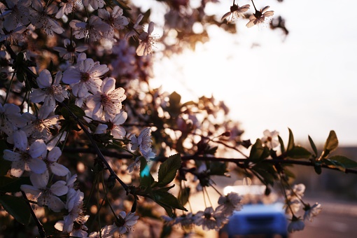 A picturesque scene featuring the blossoms of a cherry tree against the backdrop of a stunning sunset