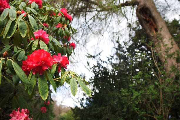 hopetoun house gardens - house florida real estate mansion imagens e fotografias de stock