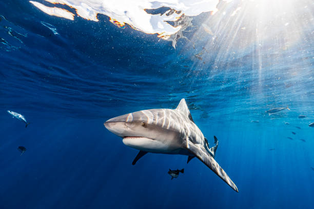 istock Bull Shark 20200909 0096 1482624053