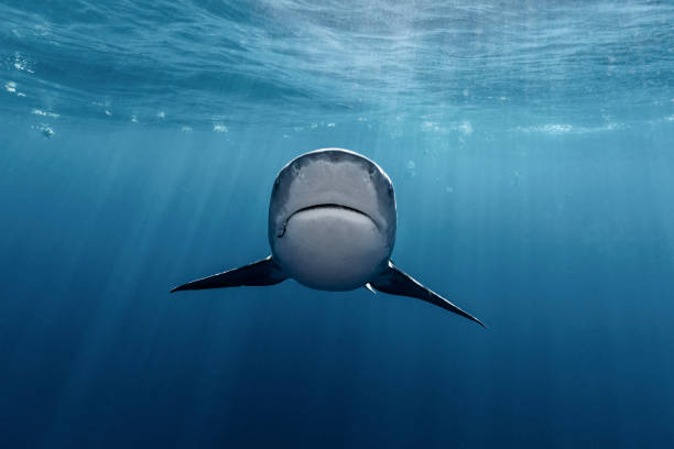 istock Bull Shark 20210509 0044 1482624075
