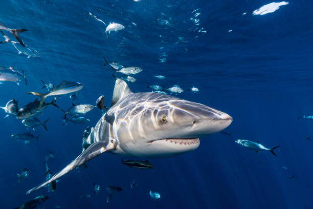 istock Bull Shark 20221027 0103 1482624098