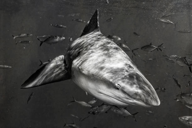istock Bull Shark 20221028 0015 1482624099