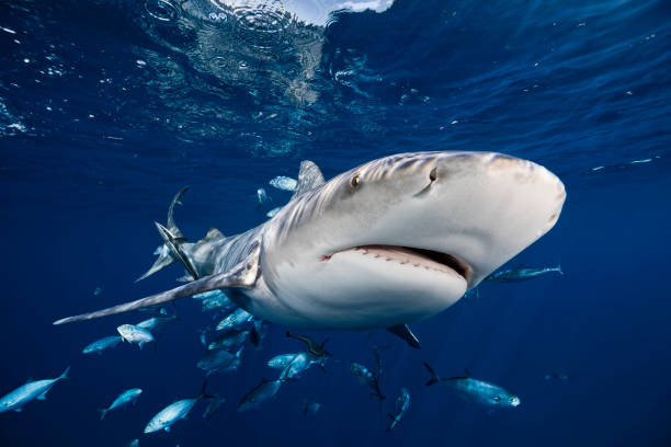 istock Bull Shark 20221027 0183-2 1482624100