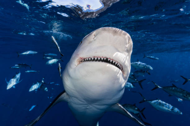 istock Bull Shark 20221028 0224 1482624112
