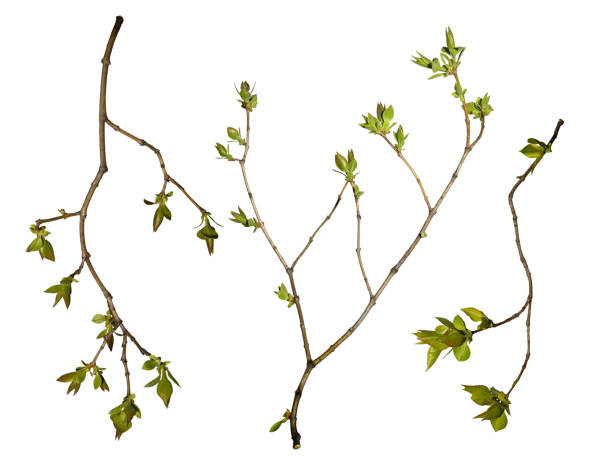 istock Set of tree branches with leaves isolated on a white background, design element. 1482626672