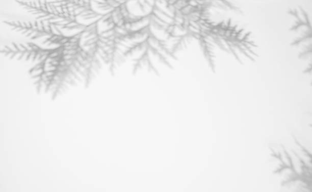 istock Abstract background with copy space. Shadow from thuja leaves on a white surface. 1482627512