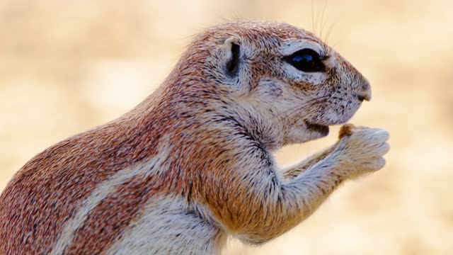 Extreme Close up of an African Cape ground squirrel eating nuts in Kgalagadi Transfrontier Park.
