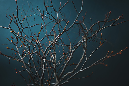 Twigs cut in spring, shallow depth of field.