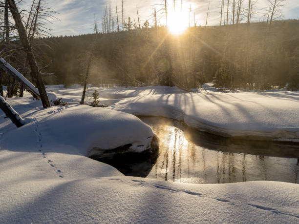 Animal tracks in snow in a winter forest along a creek Winter wilderness in Idaho at sunrise along the banks of stream Sawtooth National Recreation Area stock pictures, royalty-free photos & images