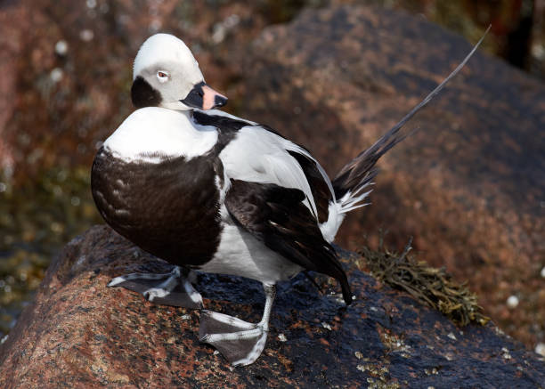 istock long-tailed duck at Burghead Harbour 1482629132