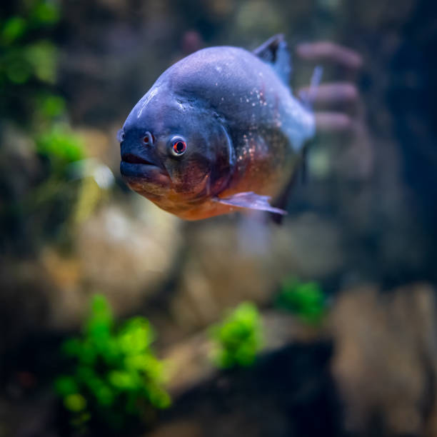 Freshwater piranha calmly swimming in the aquarium against the background of colorful plants. Freshwater piranha calmly swimming in the aquarium against the background of colorful plants silver piranha fish stock pictures, royalty-free photos & images