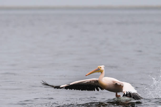 istock Pelican in Walvis Bay 1482629905