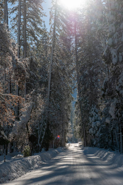 istock Snowed-in Forest Road in Yosemite 1482630025