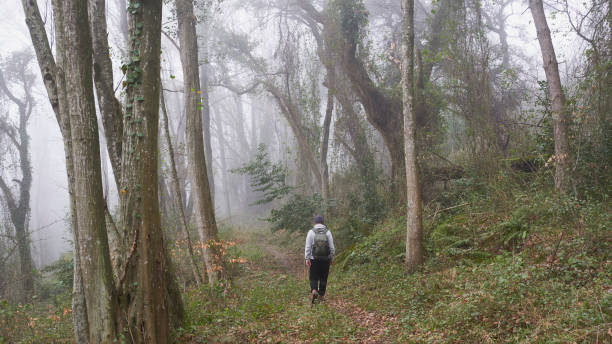 istock Man with backpack walking along path in fog forest. 1482630047