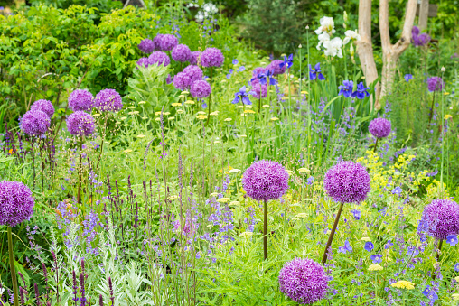 Allium on a flowering meadow with a vast variety of flowers