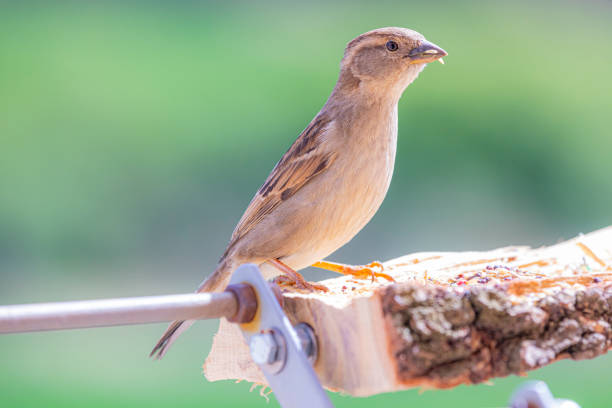 Common sparrow eating seeds in the window. winter image. Nervous female sparrow looking all the time behind to control possible predators..