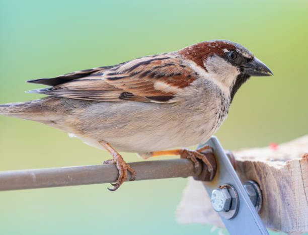 Common sparrow eating seeds in the window. winter image. Nervous male sparrow looking all the time behind to control possible predators..