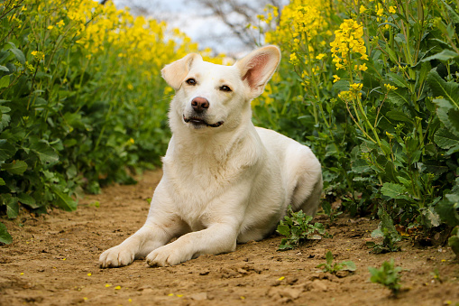 beautiful white mixed dog is lying in a track of a rape seed field