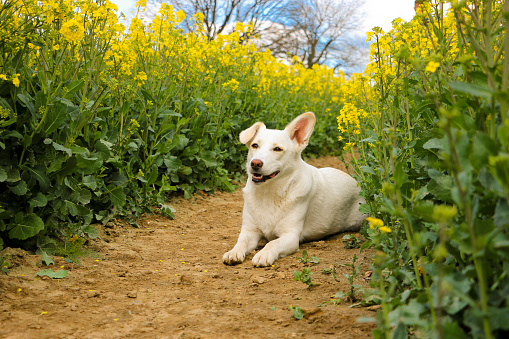 beautiful white mixed dog is lying in a track of a rape seed field