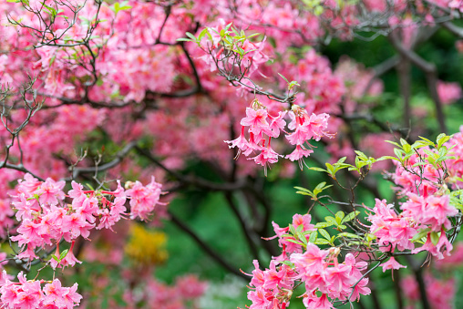 Macro closeup of many pink rhododendron flowers showing closeup of texture with green leaves in garden park