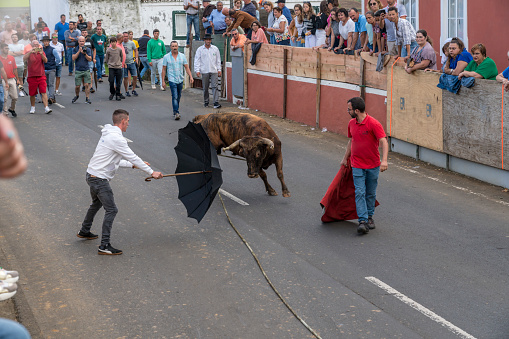 Angra do Heroismo, Portugal - 24 September 2022: Rope bullfighting on village street, many people watching, one bull on the street and men with parasol traying to avoid horns. Free entrance. *Touradas a Corda*