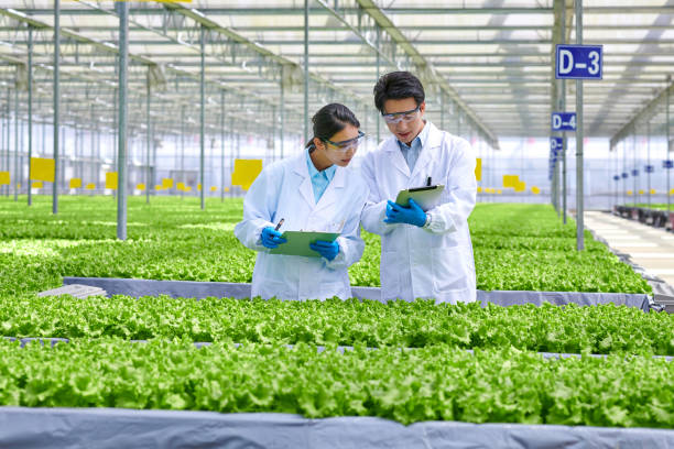 istock Two Young Asian Researcher Examining & Discussion at Smart Greenhouse 1482636258