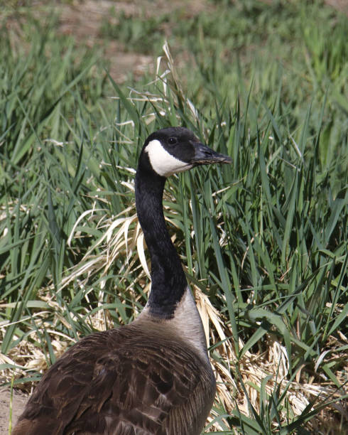istock Closeup of a Canada Goose (branta canadensis) 1482636550