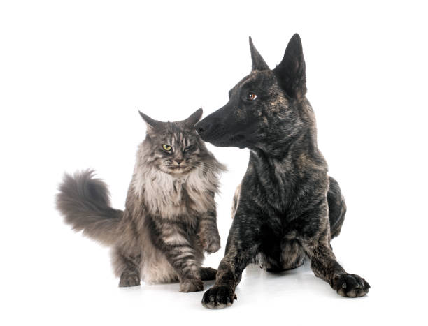 istock Dutch Shepherd and maine coon 1482637845