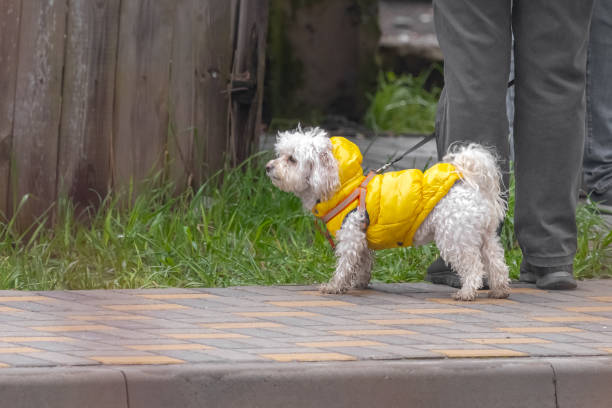 istock A white little dog wearing a bright raincoat 1482639423