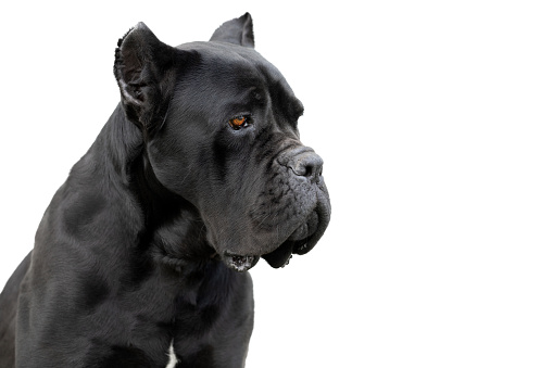 Purebred cane corso Italian black guard dog adult on a white isolated background with cropped ears. Thoroughbred