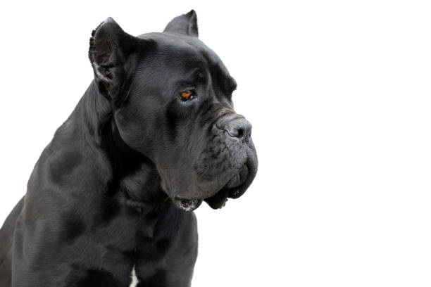 Purebred cane corso Italian black dog adult on a white isolated background with cropped ears Purebred cane corso Italian black guard dog adult on a white isolated background with cropped ears. Thoroughbred cane corso stock pictures, royalty-free photos & images