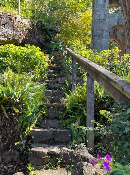 stone stairs in tropical Garden St Kitts tropical garden near rainforest utah state university stock pictures, royalty-free photos & images