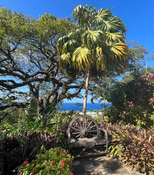 Tropical Garden with sea view St Kitts garden near rainforest utah state university stock pictures, royalty-free photos & images