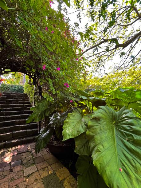 flower covered arbour in a lush tropical garden St Kitts tropical garden near rainforest utah state university stock pictures, royalty-free photos & images