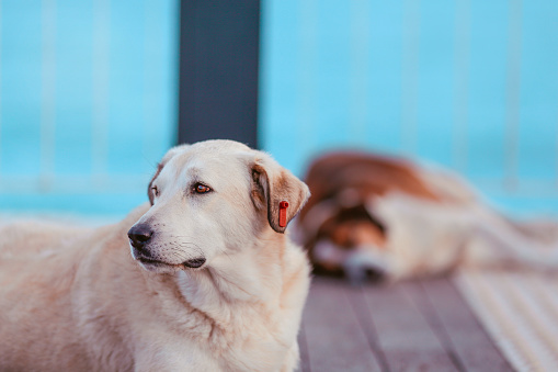 Nice little puppy of golden labrador retriever side view. Close up portrait on blur background