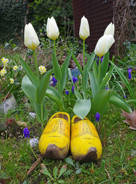 Genuine Dutch wooden clogs in front of white tulips in a garden