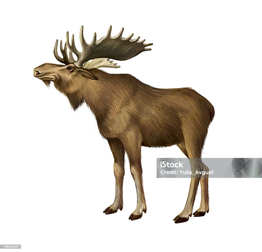 Moose Illustration of Moose on white background Moose stock illustration