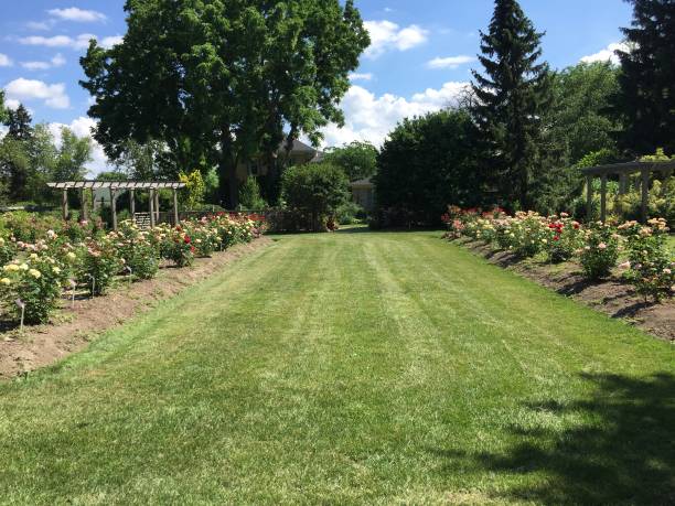 istock Raised garden beds with roses 1482642070