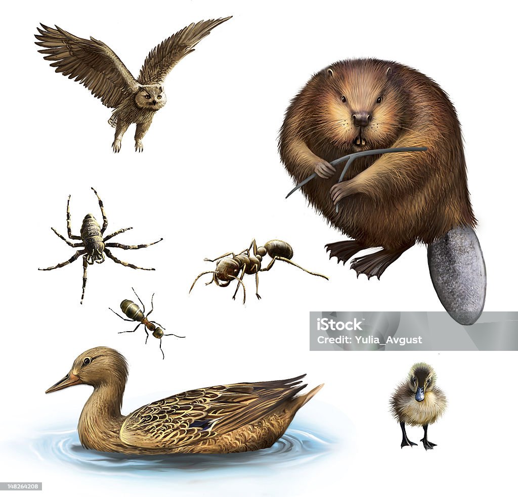 Coruja, de castor, de aranha, as formigas, pato e Patinho - Royalty-free Animais caçando Ilustração de stock