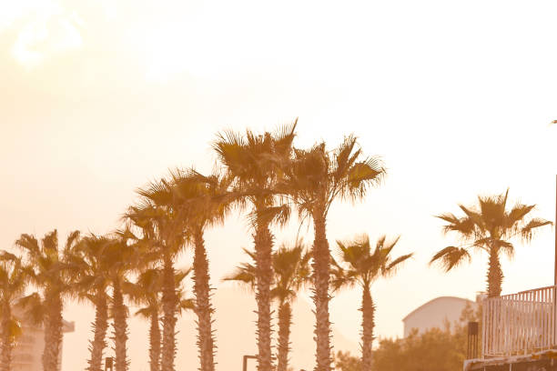 sunset palm trees stock photo