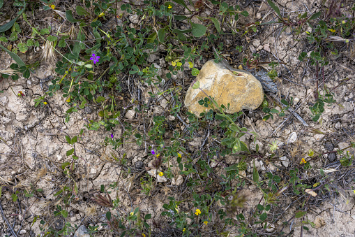 field soil with dry land covered by wild plants and flowers and stones