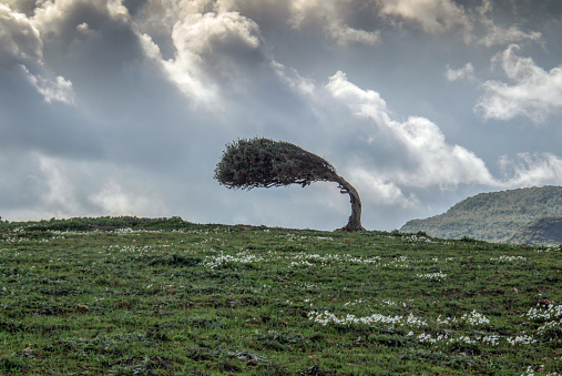 Un árbol doblado por la fuerza del viento photo