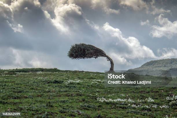 Storm Ressillence Tree A Tree Bent From The Force Of The Wind Stock Photo - Download Image Now ...