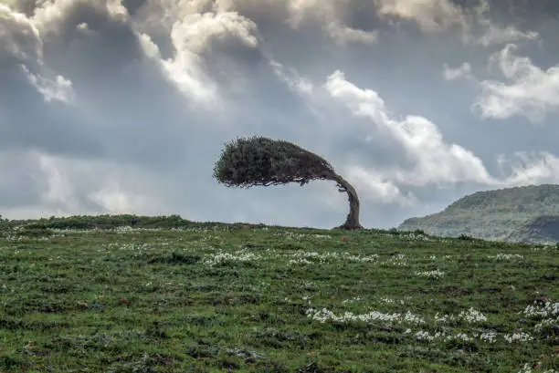 Photo of A Tree Bent from the Force of the Wind
