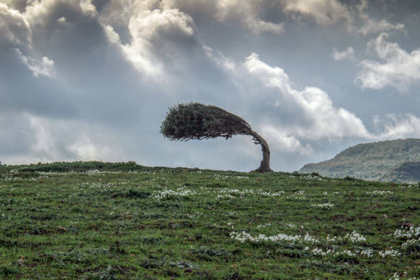 uma árvore curvada da força do vento - flexibilidade - fotografias e filmes do acervo