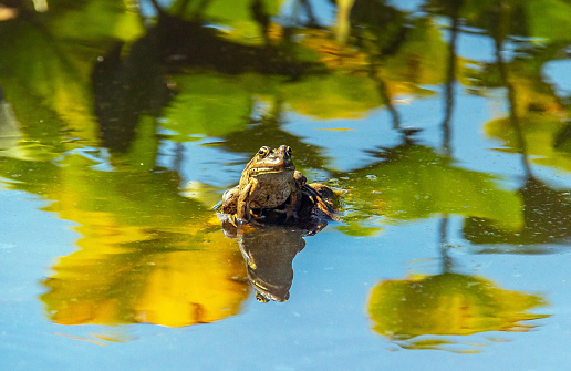 Marsh Frog (Pelophylax ridibundus) - A Common Amphibian Found on Water Bodies