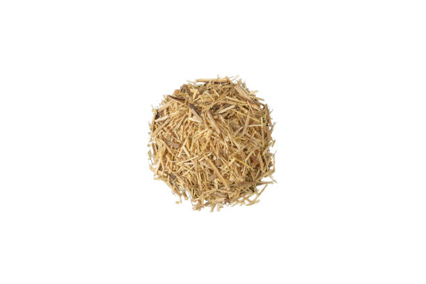 istock siberian ginseng in latin Eleutherococcus senticosus  heap isolated on white background. Medicinal herb. 1482643854