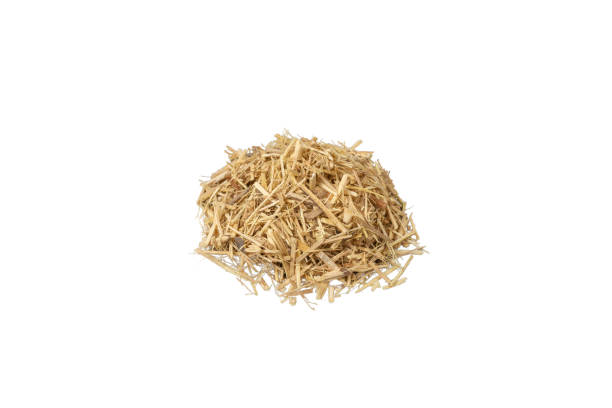istock siberian ginseng in latin Eleutherococcus senticosus  heap isolated on white background. Medicinal herb. 1482643895